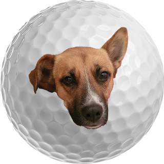 Personalised golf ball with dog photo
